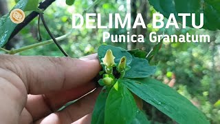 BAHAN BONSAI DELIMA BATU DI ALAM LIAR  PUNICA GRANATUM  blusukanbonsai bonsaiindonesi [upl. by Nov262]