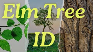 Ultimate Guide How to Identify Elm Trees [upl. by Geri]