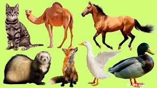 Animales para niños  Aprender Animales Domesticos para Bebés  El Sonido de los Animales en Español [upl. by Nitaj248]