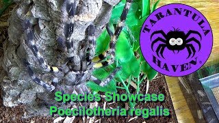 Species Showcase Poecilotheria Regalis [upl. by Janet]