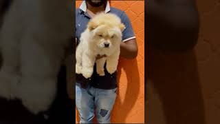 Show Quality Chow Chow Puppies for Sale  Puppies for Sale  Dog for Sale  chow chow female puppy [upl. by Aikaj]