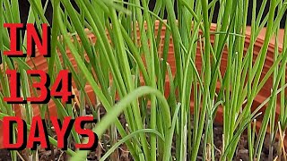 How to grow Garlic chives Allium Tuberosum from seeds [upl. by Attelocin970]