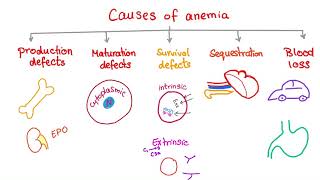 Anemia  Causes and Mechanisms  Fatigue and Pallor  Hematology Series [upl. by Ronacin274]