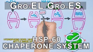 Mechanism of Chaperone Assisted Folding  Gro ELES System [upl. by Bab]