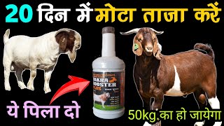 Bakre ko mota karne ka tarika✌️बकरे का वजन बढाने का खुराक💈Bakra booster liquid👍hada vets club [upl. by Kowatch]