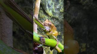 tiny tree frog eating a cricket [upl. by Henebry]