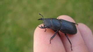 Dorcus parallelipipedus  Balkenschröter  Lesser Stag Beetle [upl. by Yeroc585]