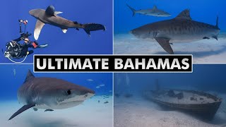 Ultimate Bahamas  Diving Tiger Beach Bimini Cat Island Nassau 4k [upl. by Connolly781]