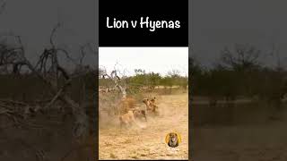 When Hyenas Take on the King of the Jungle [upl. by Leonerd]