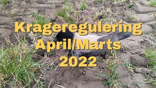 Krageregulering  MartsApril 2022 [upl. by Schiro]