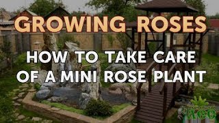 How to Take Care of a Mini Rose Plant [upl. by Bore]