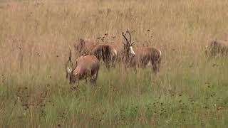 Blesbok at Rietvlei Nature Reserve Irene [upl. by Sulrac348]