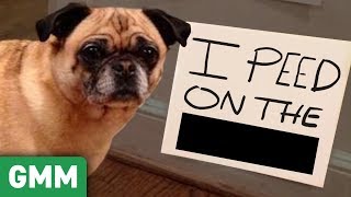 Name That Pet Shame GAME ft Shameless Cast [upl. by Mullac]