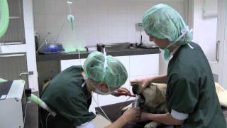 Dierenkliniek Putten Chirurgie [upl. by Nitsugua]