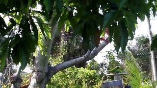 Wild Parrots in South Florida [upl. by Domph]