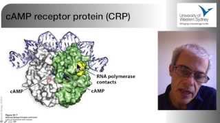 03 The Regulation of Gene Expression in Bacteria [upl. by Bohun]