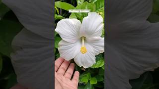 3 Methods to Mealybugs treatment mealybug hibiscu [upl. by Garibold152]