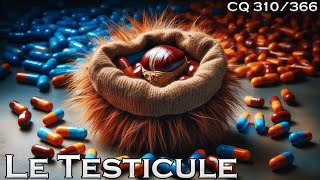 Anatomie du Testicule  CQ310 [upl. by Ninazan]