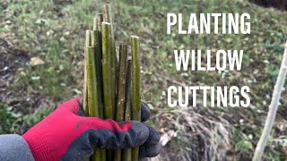 PLANTING WILLOW CUTTINGS [upl. by Nayve452]