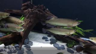 9x Golden Arowana Comm Challenge  Day 226 Rescaping Part II [upl. by Neemsay]