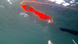 Spearfishing in Black Sea  fish around and alive [upl. by Annohsed]