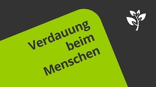 Menschliche Verdauung  Biologie  Biologie des Menschen Mittelstufe [upl. by Noemys]