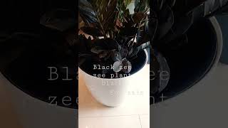 black zee zee plant for sale babbas garden plants [upl. by Delfeena]