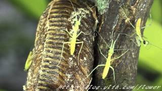 寬腹螳螂孵化 Hatching of Mantis（Hierodula patellifera）MVI9493 [upl. by Annyahs]