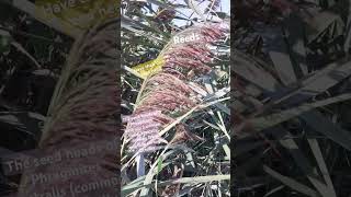 Reed  Phragmites australis [upl. by Beichner]