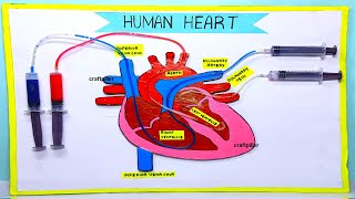 heart working model making using syringe easy  science project exhibition  craftpiller [upl. by Kyle]