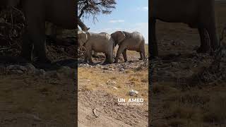 Elephants  Etosha National Park [upl. by Ambrogio]