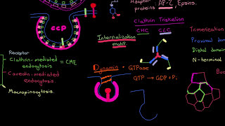 The HPV Entry Mechanism Part 6 [upl. by Kostival]