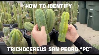 How to Identify Trichocereus San Pedro “PC” l Mallacht’s Plants [upl. by Leemaj]