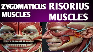 How the Zygomaticus and Risorius Muscles Shape Your Smile [upl. by Eimoan]