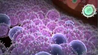 Immune response to cancer cells AWESOME [upl. by Nojel]