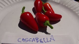 ⟹ Cascabella Pepper  Capsicum annuum  Pod Review [upl. by Lyrahc189]