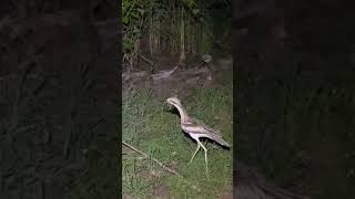 Clumsy Bush stone  Curlew Bird Australia Shorts Curlew [upl. by Cooke838]