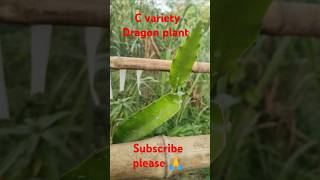 C variety Dragon plant shorts viralshort viralvideo farming gardening india viralshort [upl. by Annoeik538]