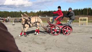 Fjordhest vs Dølahest 2015  Fjordhestlaget OAFL [upl. by Elin]