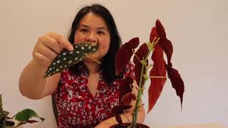 How to propagate Begonia Maculata [upl. by Okramed716]