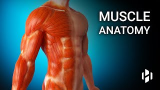 Anatomy of Human Muscles [upl. by Novrej]