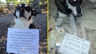 Times Pets Did Something Naughty And Ended Up On This “Dog Shaming” Page [upl. by Tiffi]