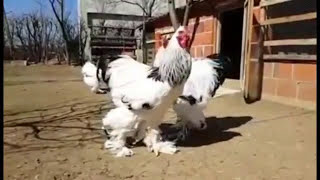 دجاج البراهما الأصلي an original brahma chicken [upl. by Efi]