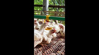 Poultry Farming BD poultry chicken farming agro [upl. by Nylirrej]