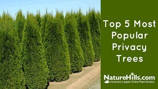 Top 5 Most Popular Privacy Trees  NatureHillscom [upl. by Pentha]