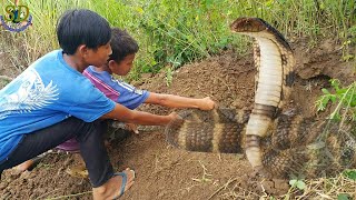 Braver boys Digging Giant Snake In The Hole  Hunting Snake In Rice Field [upl. by Adlez]