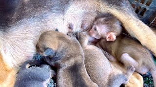 Funny  Baby monkey BiBi mistook the dog Mother Su as his Mother [upl. by Oirazan]