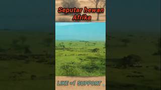 Fakta hewan Afrika Eps 2 hewan africa predator shorts [upl. by Ainav580]