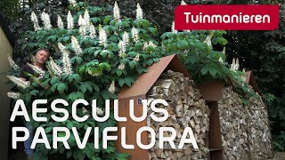 De aesculus parviflora de kastanje in struikvorm  Plantenkennis  Tuinmanieren [upl. by Brenan]