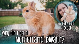 Why did I get a Netherland Dwarf  My ridiculous rabbit project [upl. by Zadoc]